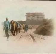 雄骆驼队全队实力强劲,轻松击败对手领跑排名 雄骆驼队全队实力强劲,轻松击败对手领跑排名